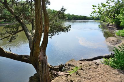 Tree on cliff on Kankakee River