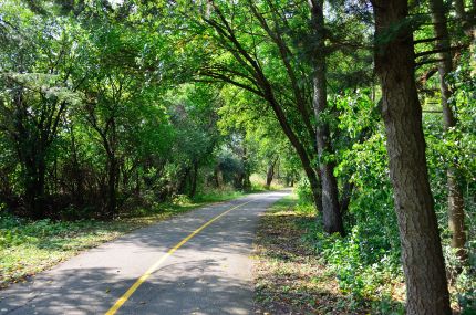 Wooded scene from bike trail