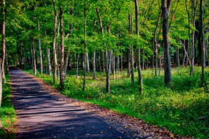 HDR photo of woods and V Gilman trail