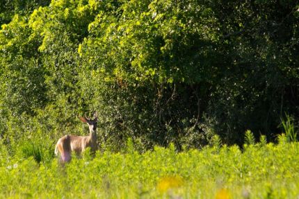 Deer as seen from the Des Plaines River Trail