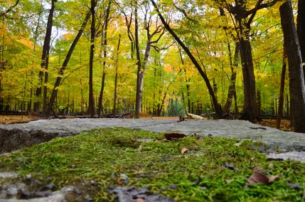 Moss and fall colors on bike trail