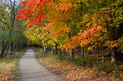 Beautiful Fall colors on Des Plaines River Trail north of Euclid