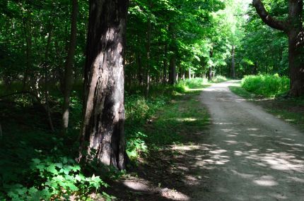 View of the wooded DPR Trail