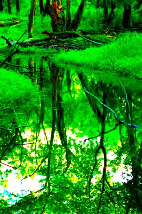 Green hues and reflections from photo on Des Plaines River Trail