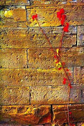 Lock wall with stem and leaves from I&M Canal