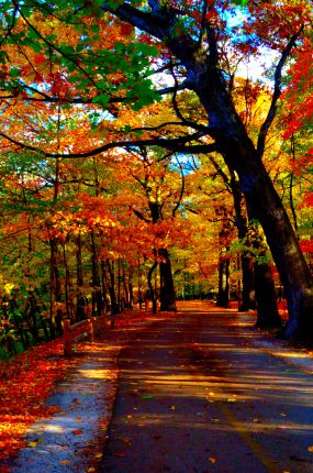 Colorful Fall day in Miami Woods section of North Branch Trail