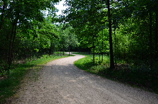 Deep woods as seen from the bike trail