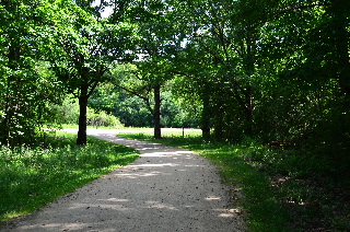 Passing through old growth woods on the bike trail