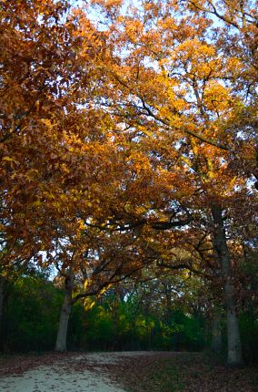 Trees with bright yellow leaves on MT