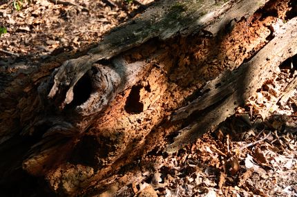 Colorful rotting log next to the NBT