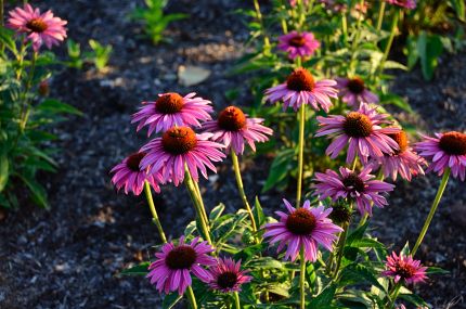 Purple (smiling) flowers in Botanic Garden