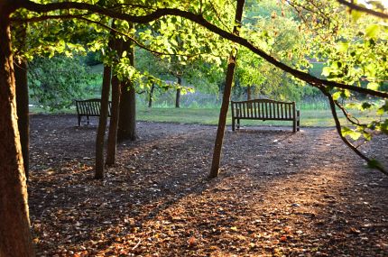 Benches and woods in Botanic Gardens