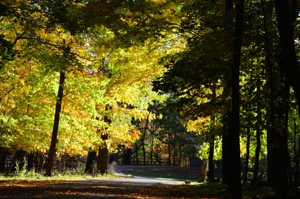 Fall colors and shades in Miami Woods