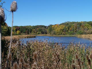 Scenic views on the Busse Woods bike trail