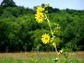 dpr trail, open fields, flowers...