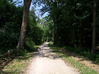 High trees surrounding the DPR Trail