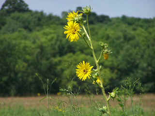 Wild flowers along Des plaines River Trail