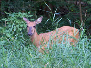 Close up of deer near DPRT